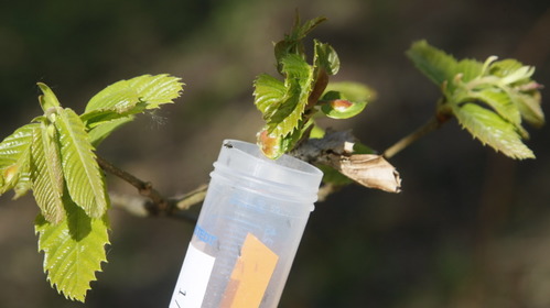 Lutte biologique contre le cynips du châtaignier