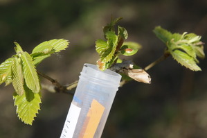 Lutte biologique contre le cynips du châtaignier